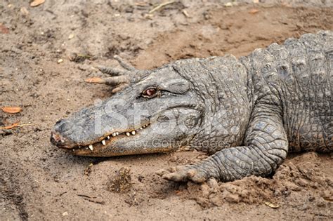 Funny Alligator Stock Photo Royalty Free Freeimages