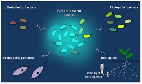 Ijms Free Full Text Bioluminescence And Photoreception In