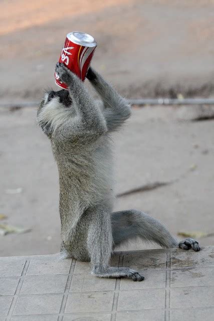 Vervet Monkey Drinking Coke A Photo On Flickriver