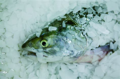 Storing And Thawing Fish What You Should Pay Attention