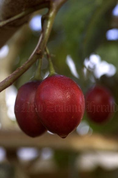 Tamarillo Fruit Citrus Berries Exotic Fruit And Nuts Te Ara
