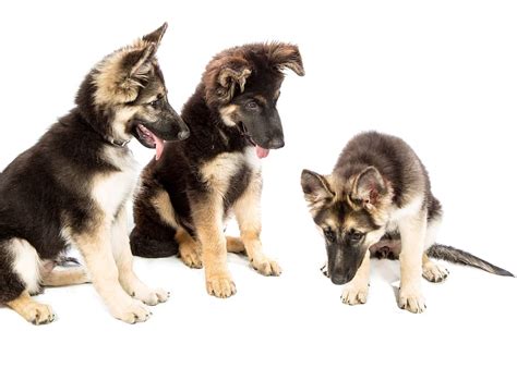 Three Brown And Black German Shepherd Puppies White Background