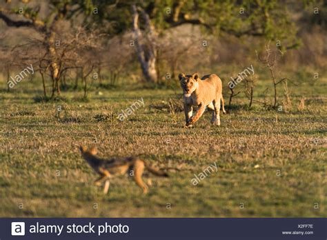 Lion Chasing Prey High Resolution Stock Photography And Images Alamy