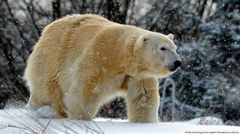 Male Polar Bear Kills Female Polar Bear While Trying To Mate Dw 02