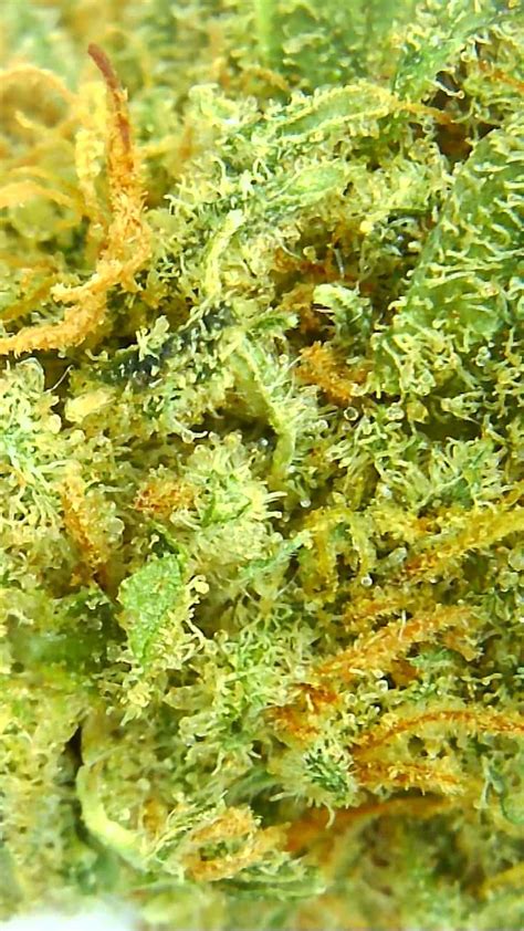 Rockstar Kush Strain Review Spinach Cannabis Sensei