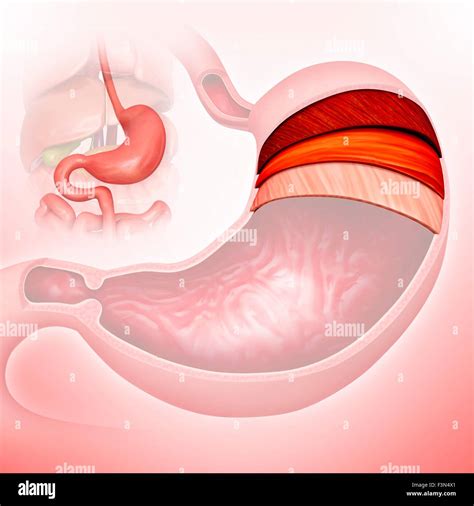 Stomach Layers Illustration Stock Photo Alamy
