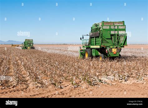 A Pair Of Cotton Picking Machines Harvest A Cotton Field In Arizona