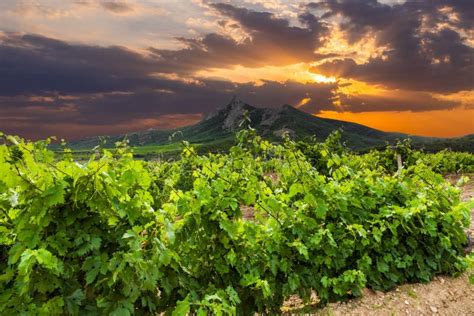 Beautiful Vineyard At Sunset Travel Around France Bordeaux Stock