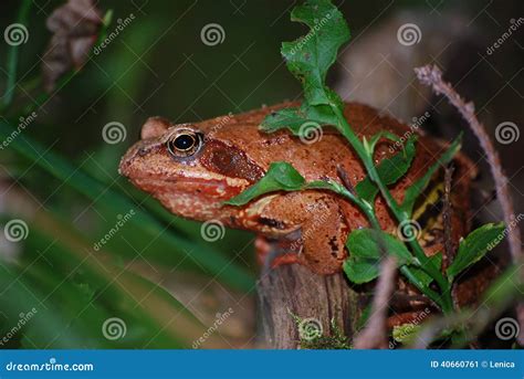 Frog Grass Frog Stock Image Image Of Rana Environment 40660761