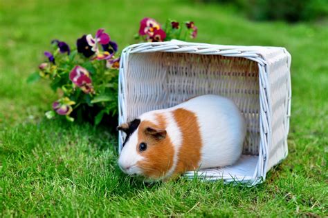 17 Types Of Fluffy Fabulous Guinea Pigs Cool Wood Wildlife Park