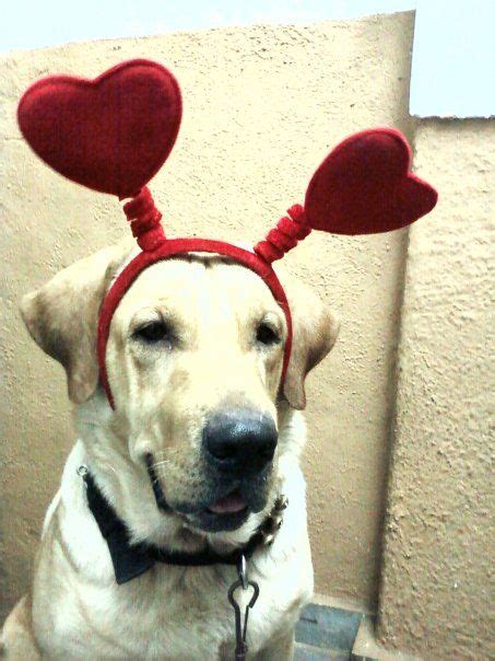 42 Valentines Labrador Love Ideas Labrador Labrador Retriever