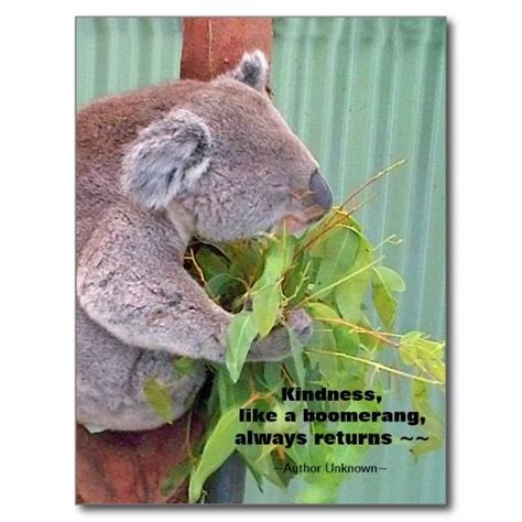 Koala Kindness Quote Postcard Kindness Quotes Koala