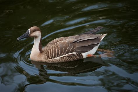 Free Images Nature Wing Wildlife Reflection Beak Fauna Goose