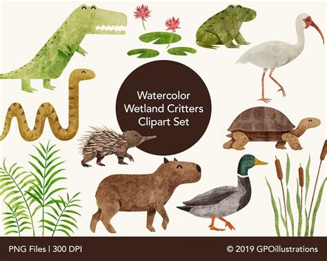 Wetlands Animals Watercolor Clipart Cute Swamp Animals Etsy Nederland