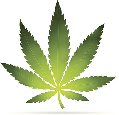 Royalty Free Cannabis Leaf Clip Art Vector Images And Illustrations Istock