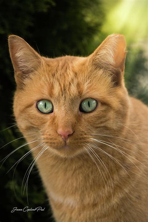 Orange Tabby Cat Photograph By Joann Copeland Paul