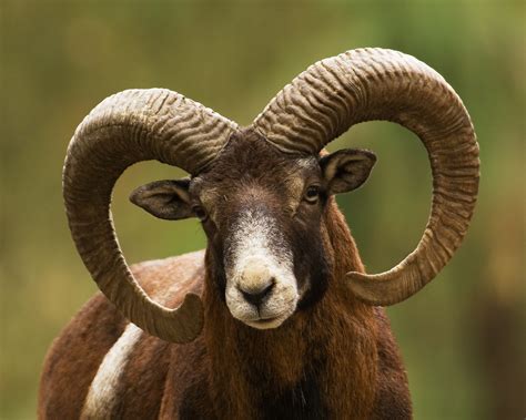 The Exotic Corsican Breed The American Blackbelly Sheep