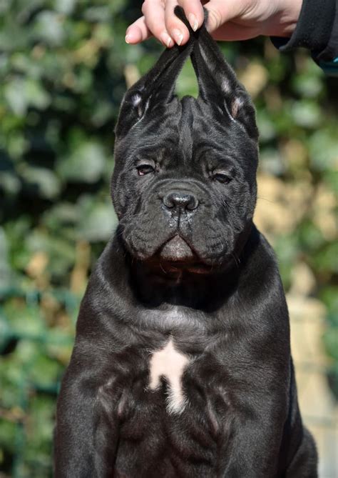 Cane Corso Dogs and Puppies for sale | NewDoggy.com