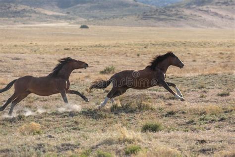 Wild Horse Stallions Running Stock Image Image Of Springtime