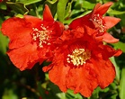 The Pomegranate Orchard is Blooming & Fruiting! | Pomegranate blossom ...