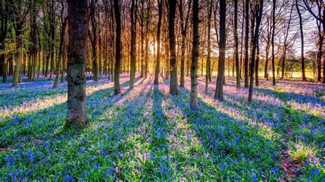 Sunlight Trees Plants Nature Landscape Flowers Wallpapers Hd