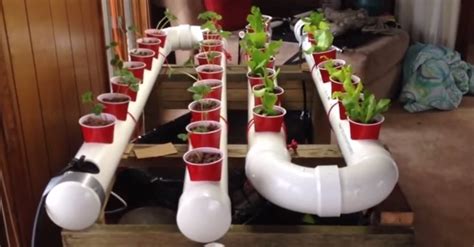 This is the hydroponic garden i started a few months ago in my basement. 15 PVC Projects for Your Homestead | Home Design, Garden ...