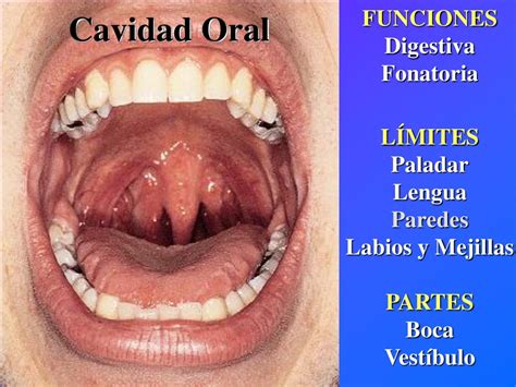 Ppt Vísceras De Cabeza Y Cuello Aparato Digestivo Cavidad Oral Lengua