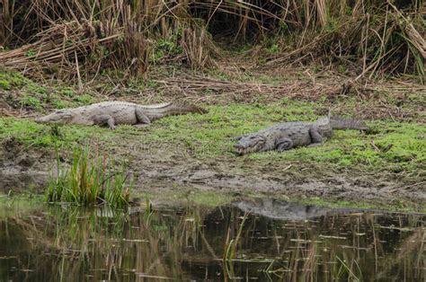 Crocodile Are Semiaquatic And Tend To Congregate In Freshwater H Stock