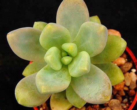 Light green, blue heat tolerance: Sedeveria 'Giant Blue' | Succulents, Succulent species ...