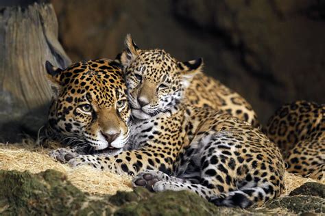 Names Picked For Zoos Baby Jaguars Jaguar Animal Wild Cats Animals