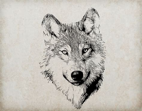 Wolf Portrait Illustration Free Stock Photo Public Domain Pictures