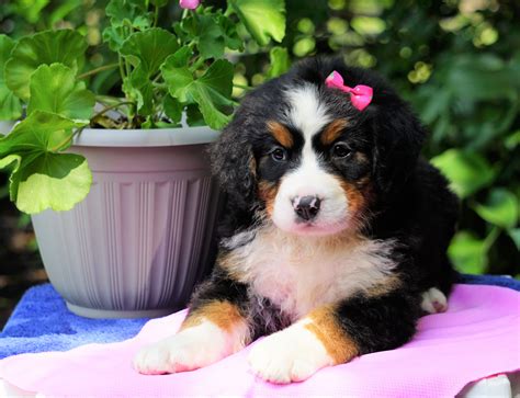 Akc Registered Bernese Mountain Dog For Sale Loudonville Oh Female S