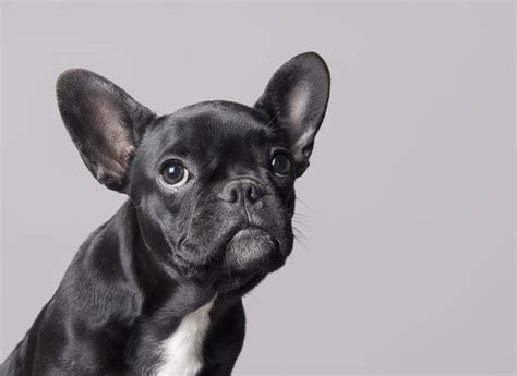 Founded in 1897, the french bull dog club of america (fbdca) is the oldest club in the world interested in french bulldogs? French Bulldog is NYC's top dog breed — of course - NY ...