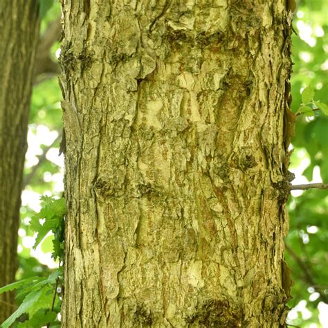 Die derzeit anerkannten 41 arten der gattung ulmus sind ausschließlich in der nördlichen hemisphäre verbreitet, die weitaus. Baum des Jahres 2019 - Die Ulme als Gartenbaum ...