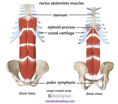 Xiphoid Process Muscle Attachments
