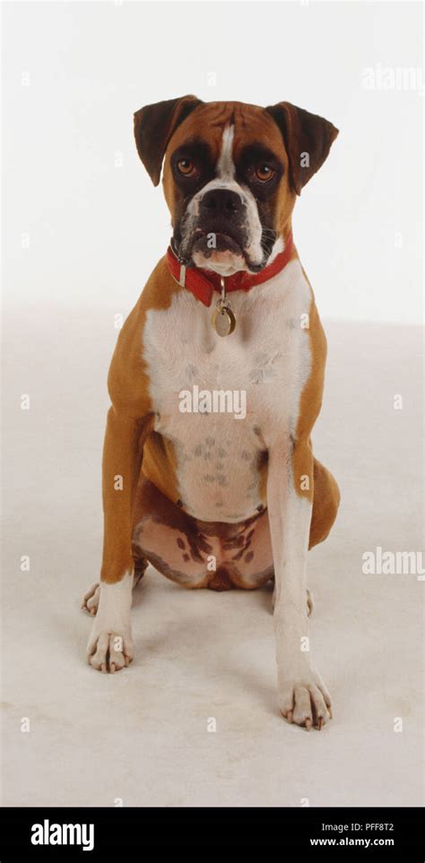 A Seated Boxer Dog With A White Chest Brown Ears An Upturned Nose And