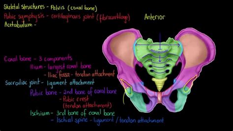 Skeletal Structures The Pelvis Youtube