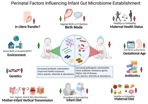 First Encounters Of The Microbial Kind Perinatal Factors Direct Infant