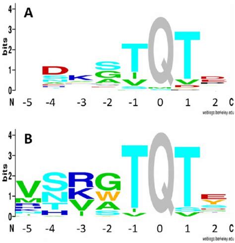 Sequence Logos Of Naturally Evolved And In Vitro Evolved Binding