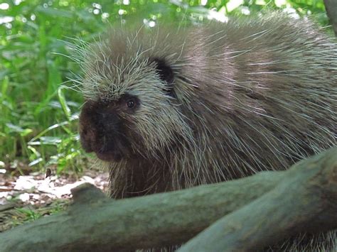 North American Porcupine Smithsonian National Zoo Flickr