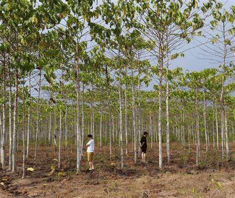 Peluang Bisnis Cara Budidaya Pohon Gaharu Bernilai Ekonomi Hingga