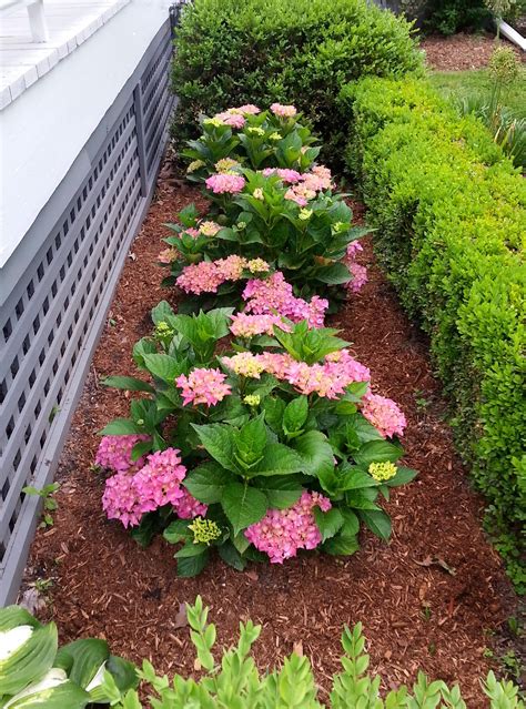 Dwarf Hydrangea And Boxwood In My Little Formal Garden Hydrangea