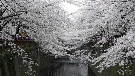 White Sakura Trees 1920x1080 Rwallpaper