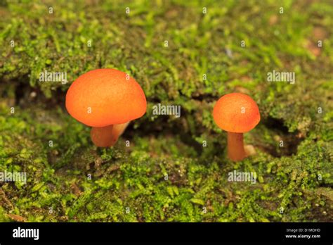 Small Orange Mushrooms In Moss Stock Photo Alamy