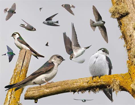 Avian Communities Ornithology