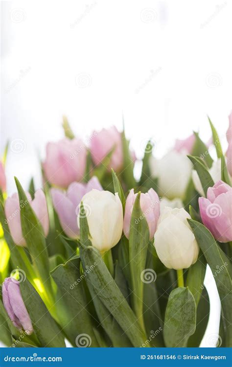 Beautiful Pink And White Tulip With Space On Blurred Background Stock