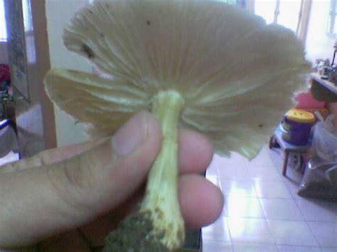 Help Id Mushroom Found In The Philippines Mushroom Hunting And