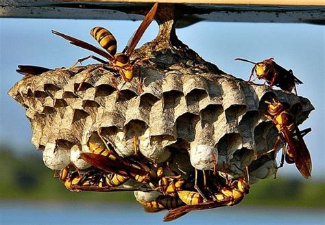The King Of Sting Executioner Wasp Facts