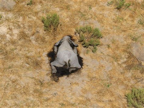 Researchers Figured Out Why Hundreds Of Elephants Dropped Dead In Botswana This Year Their