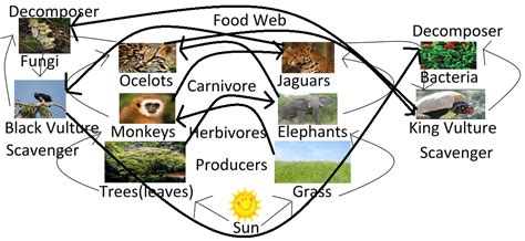 Food Web Ecology